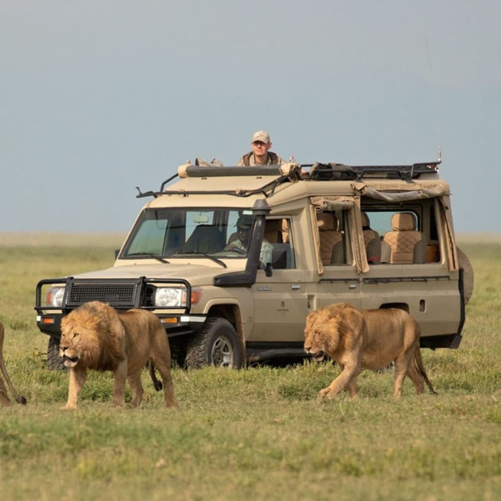 wildlife safaris