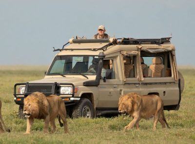 wildlife safaris
